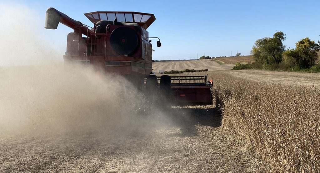 harvesting soybeans
