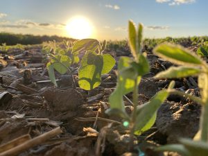 closeup of soybeans