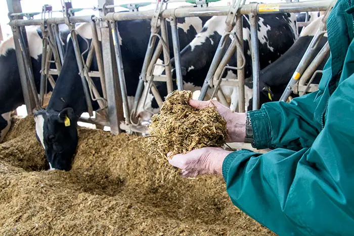 silage
