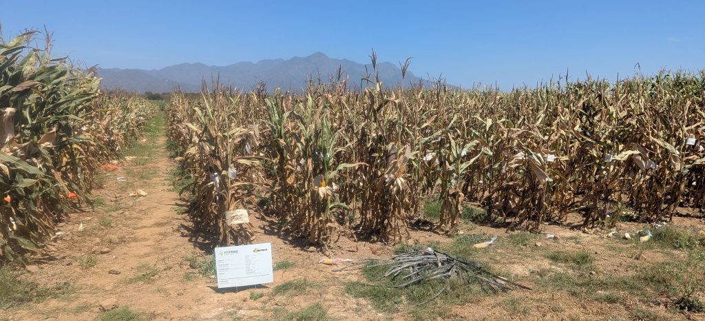 mexico research plot