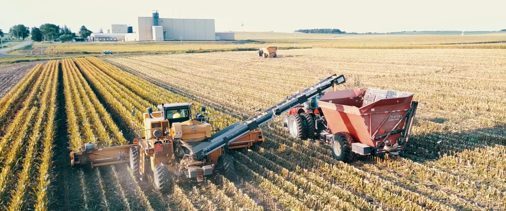 harvesting corn in field