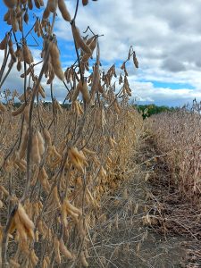 soybean field