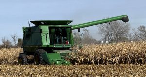 corn harvesting