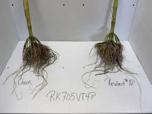 RK705VT4P check vs Resilient™ AP