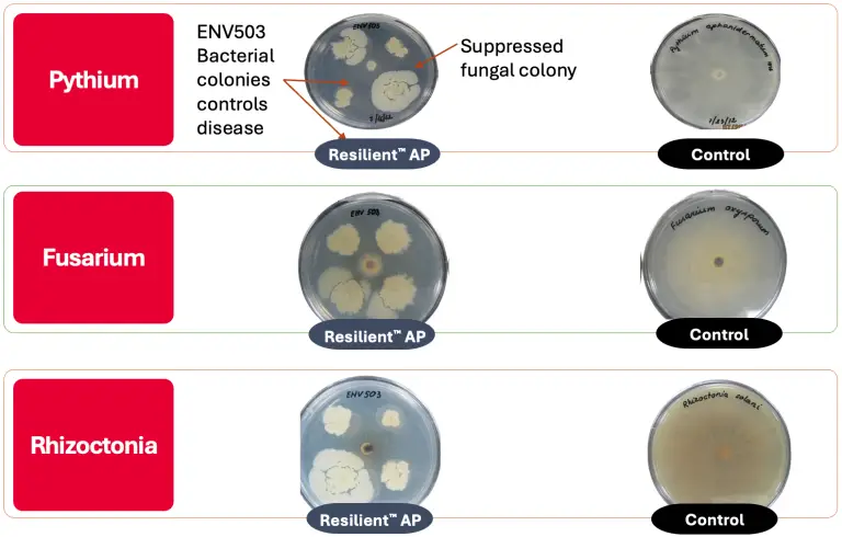 agar plates