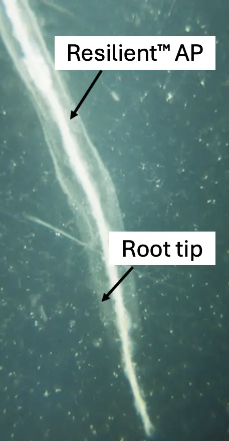 corn root tip