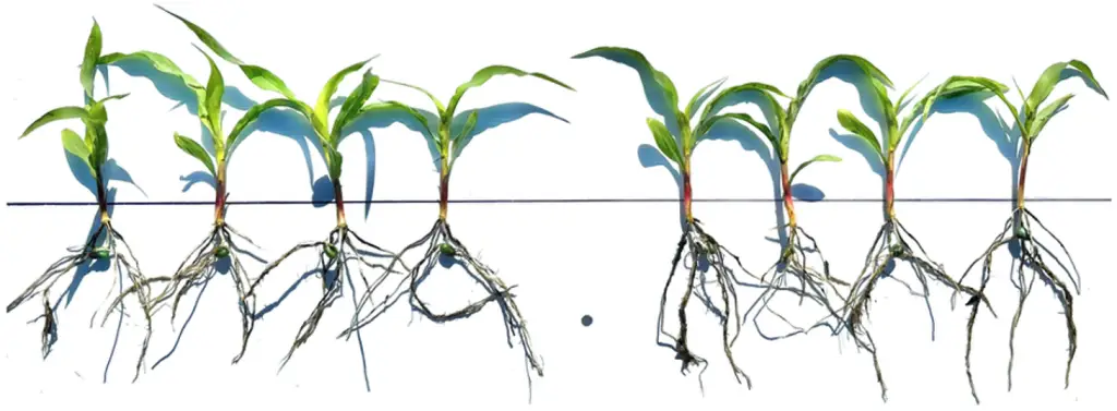 corn untreated vs. Resilient™ AP