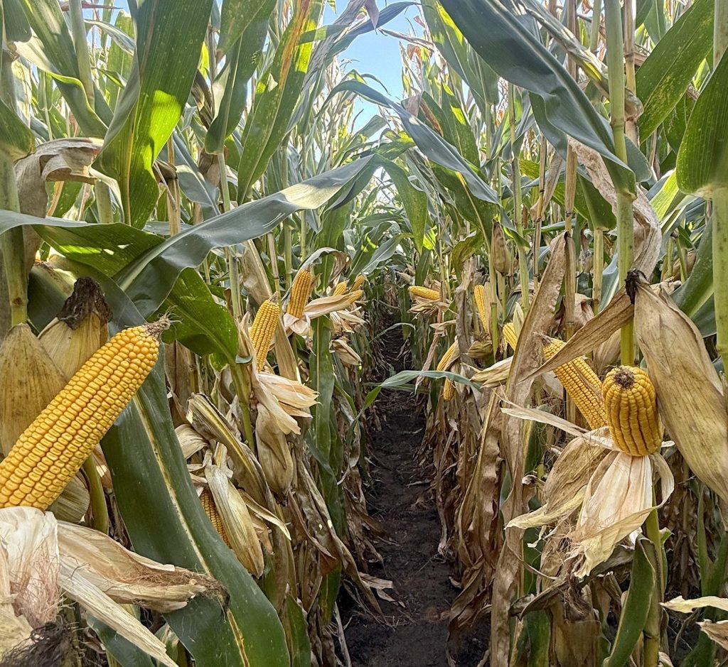 RK8501PCE rows