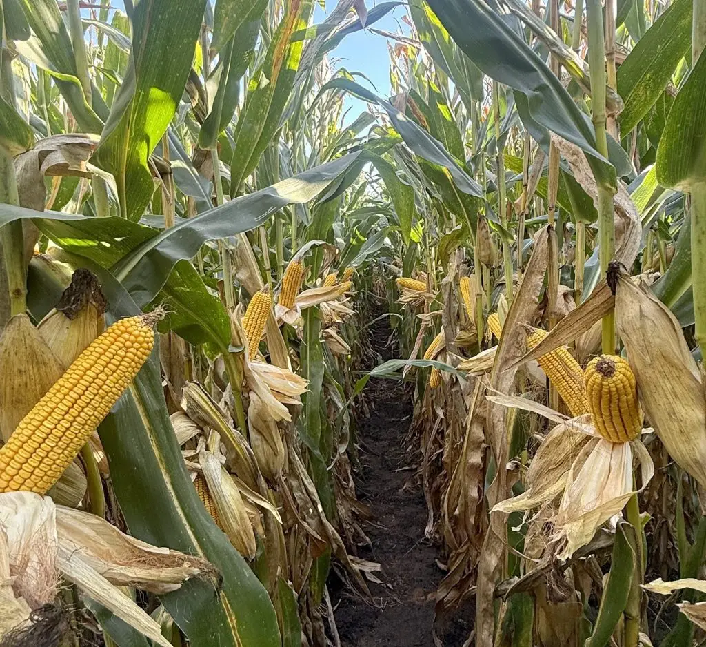 RK8501PCE rows