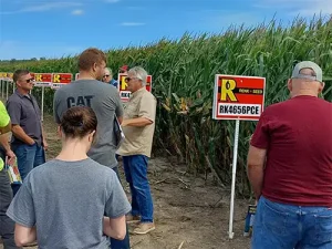 field day corn observation