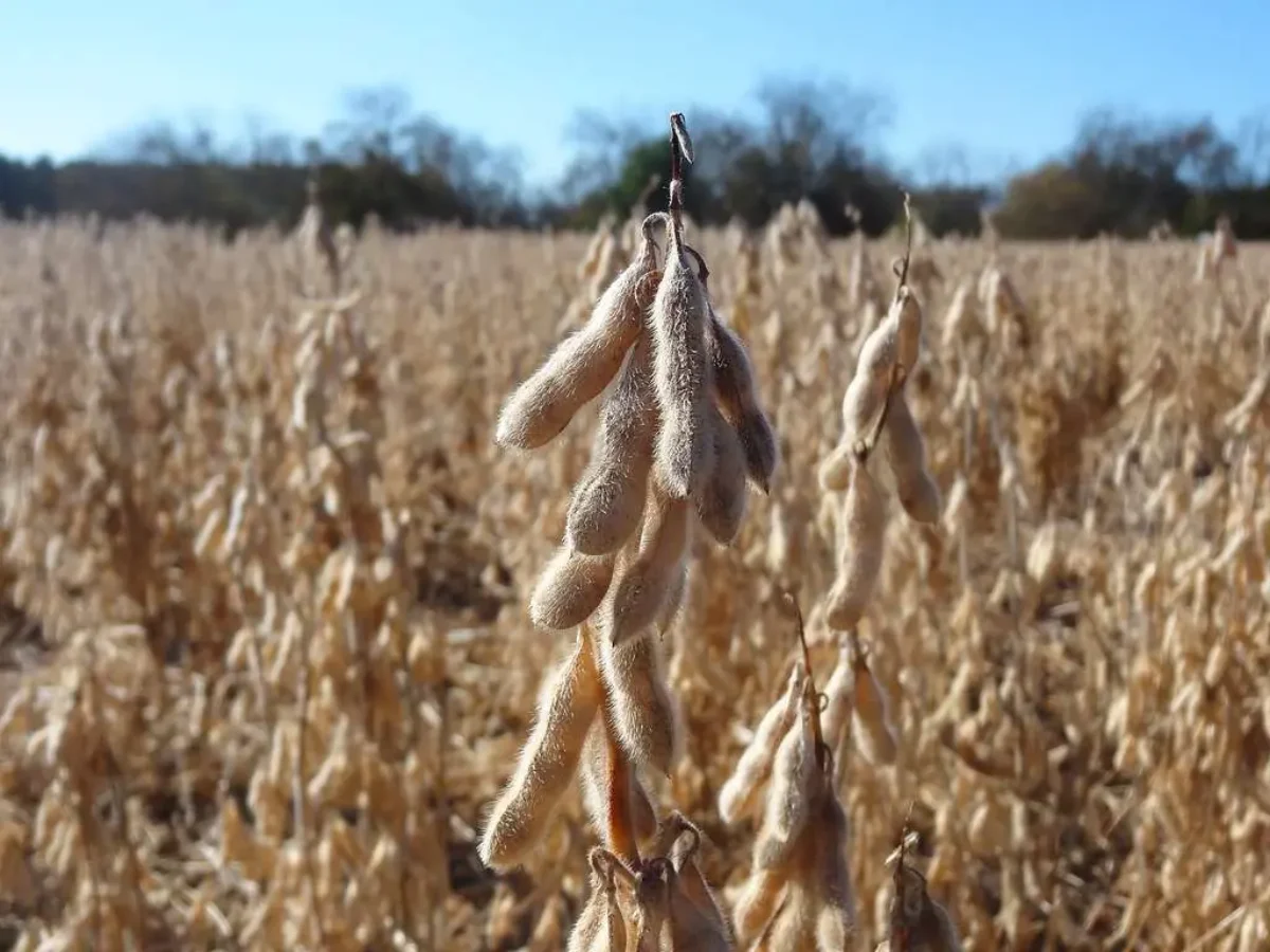soybean pods in field
