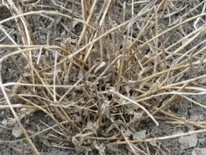 alfalfa winterkill