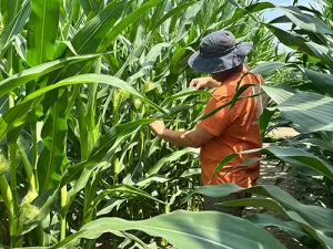 Karl scouting corn field