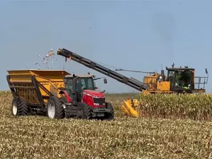 corn harvest on Renk farm