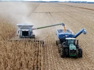 corn harvest