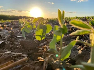 soybean seedlings